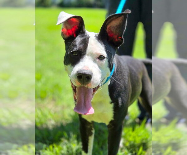 Medium Photo #3 Mutt Puppy For Sale in Anniston, AL, USA
