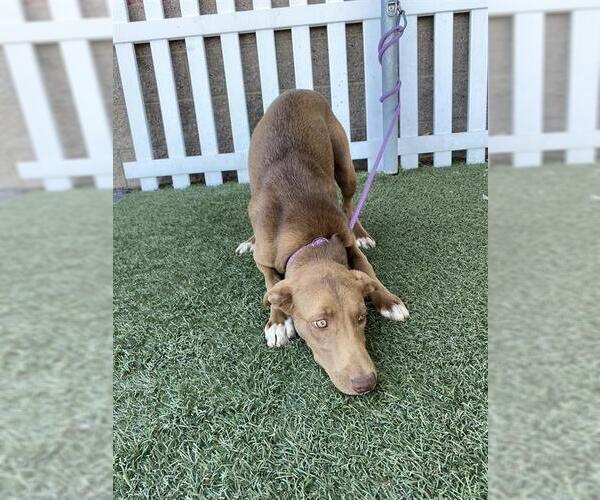 Medium Photo #1 Labrador Retriever-Unknown Mix Puppy For Sale in Modesto, CA, USA