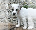 Small Labrador Retriever Mix