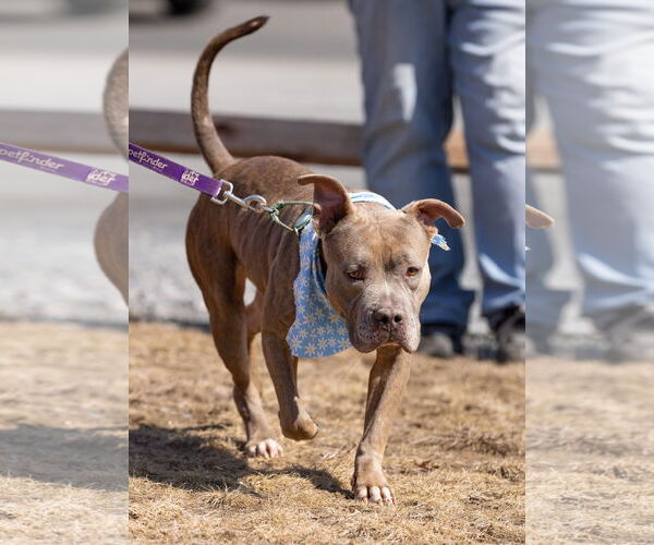 Medium Photo #2 American Pit Bull Terrier Puppy For Sale in Hillsboro, NH, USA