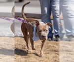 Small #1 American Pit Bull Terrier