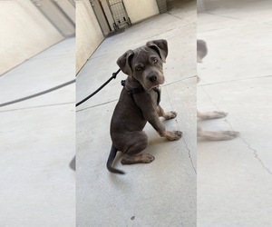 Cane Corso Puppy for sale in VALLEY GLEN, CA, USA