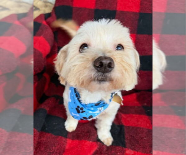 Medium Photo #11 Mutt Puppy For Sale in Ellijay, GA, USA