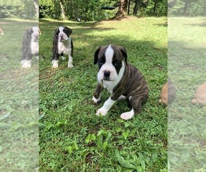 Boxer Puppy for sale in CHARLOTTESVILLE, VA, USA