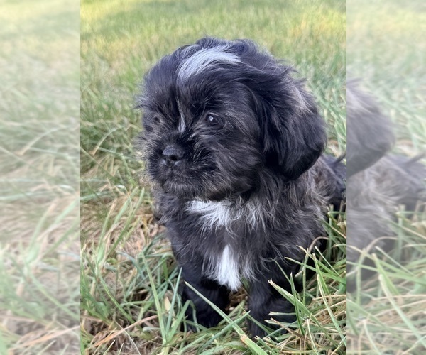 Medium Photo #1 Shih Tzu Puppy For Sale in MONROE, NC, USA