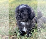 Puppy Diesel Shih Tzu