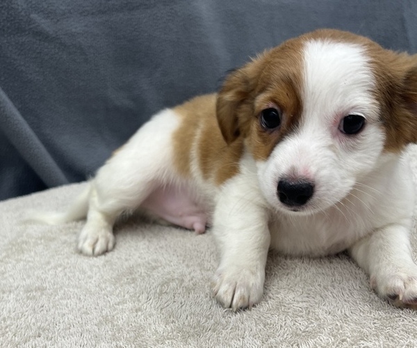 Medium Photo #11 Chiweenie Puppy For Sale in SAINT AUGUSTINE, FL, USA