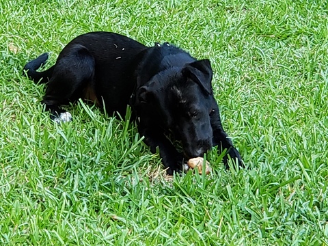 Medium Photo #1 Labrador Retriever-Unknown Mix Puppy For Sale in BRADLEY, SC, USA