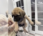 Small #4 Mastiff