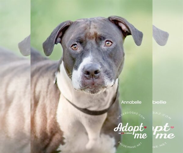Medium Photo #13 Bullboxer Pit Puppy For Sale in Chandler, AZ, USA