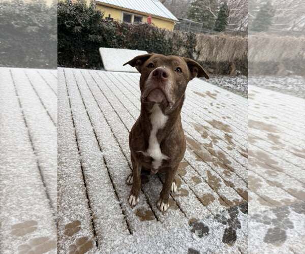 Medium Photo #1 American Pit Bull Terrier-Unknown Mix Puppy For Sale in MIDWAY, UT, USA