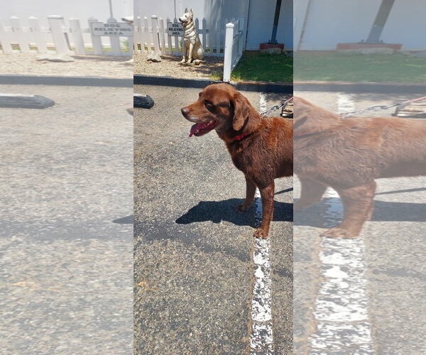 Medium Photo #6 Labrador Retriever-Unknown Mix Puppy For Sale in San Diego, CA, USA