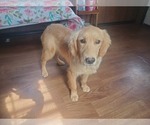 Small #1 Golden Retriever