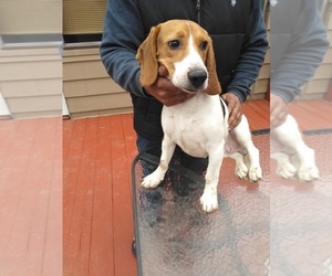 Beagle Puppy for sale in NEW BRIT, CT, USA