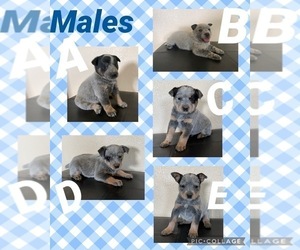 Australian Cattle Dog Puppy for sale in TOPPENISH, WA, USA