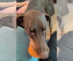 Small #11 Doberman Pinscher