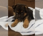 Small Photo #2 German Shepherd Dog Puppy For Sale in TORONTO, OH, USA