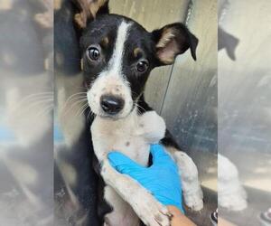 Mutt Dogs for adoption in San Antonio, TX, USA