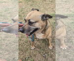Small #1 Mutt