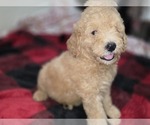 Small #21 Goldendoodle