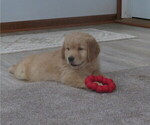 Small Photo #2 Golden Retriever Puppy For Sale in MECHANICSVILLE, MD, USA