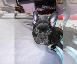 Faux Frenchbo Bulldog Puppy for sale in ROUND LAKE, IL, USA