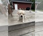 Small Photo #4 Labrador Retriever Puppy For Sale in BIRNAMWOOD, WI, USA