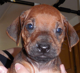 Rhodesian Ridgeback Puppy for sale in AUGUSTA, GA, USA