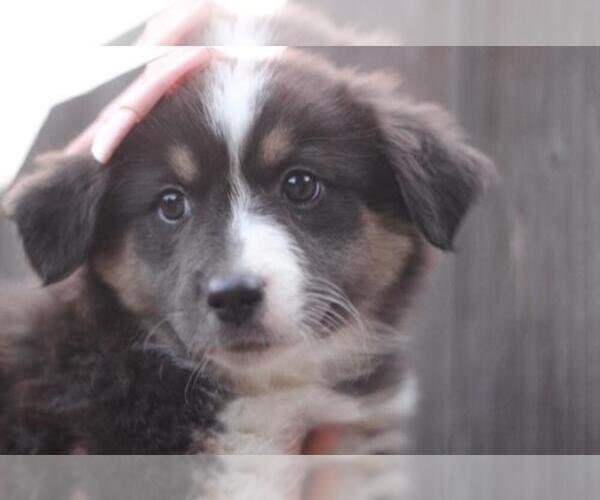 Medium Photo #1 Australian Shepherd Puppy For Sale in MODESTO, CA, USA