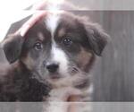 Small Photo #1 Australian Shepherd Puppy For Sale in MODESTO, CA, USA