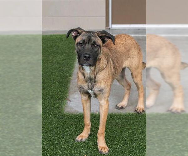 Medium Photo #2 Shepradors Puppy For Sale in Baytown, TX, USA