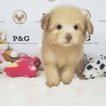 Small Pomeranian-Poodle (Toy) Mix