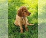Small Photo #8 Irish Doodle Puppy For Sale in NAMPA, ID, USA