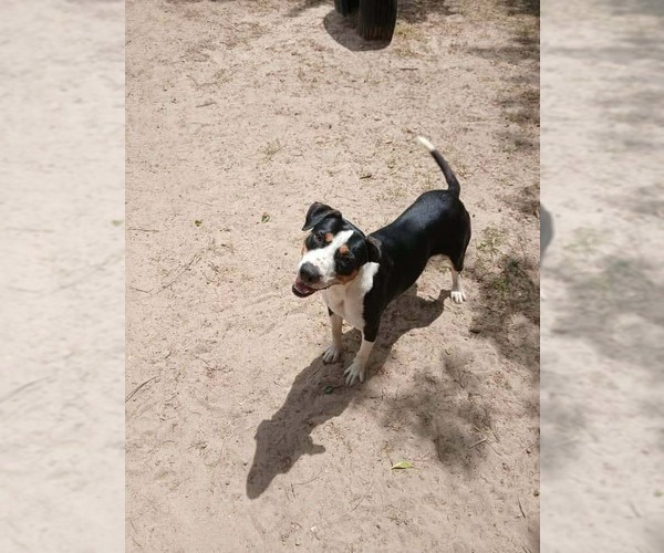 Medium Photo #3 Bernese Mountain Dog-Unknown Mix Puppy For Sale in Orangeburg, SC, USA