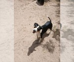 Small #2 Bernese Mountain Dog Mix