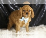 Small #3 Cavalier King Charles Spaniel