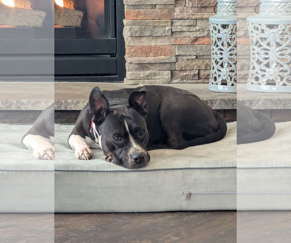 Medium Photo #4 Mutt Puppy For Sale in Crete, IL, USA