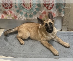 German Shepherd Dog Puppy for Sale in JAY, Oklahoma USA