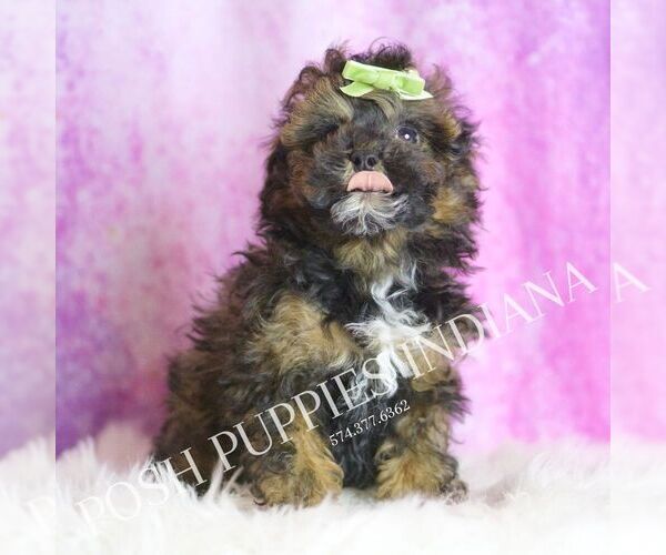 Medium Photo #3 Poodle (Toy) Puppy For Sale in WARSAW, IN, USA
