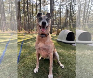 REMY-FL - COURTESY POST - Female Mutt Dog for Adoption - Photo #4