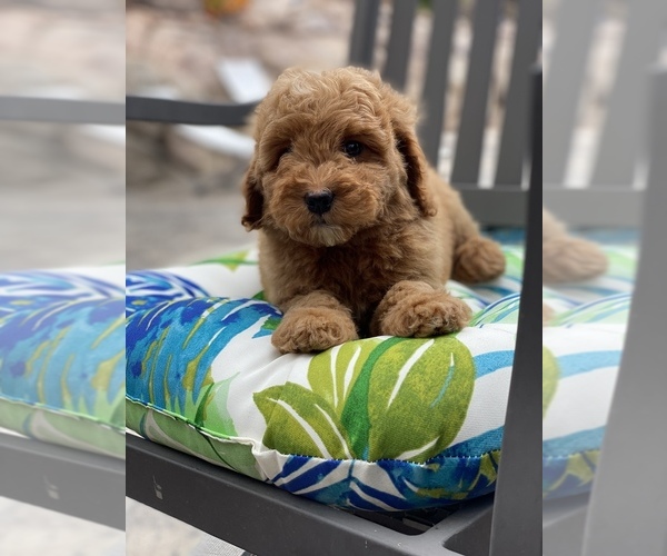 Medium Photo #5 Goldendoodle (Miniature) Puppy For Sale in SAN DIEGO, CA, USA
