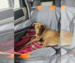 Dusty - Male Mutt Dog for Adoption - Photo #3