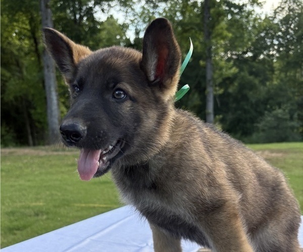 Medium Photo #6 German Shepherd Dog Puppy For Sale in MOSCOW, TN, USA
