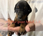 Small #3 Doberman Pinscher
