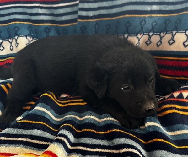 Medium Photo #1 Shepradors Puppy For Sale in IDABEL, OK, USA