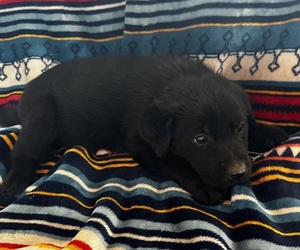 Shepradors Dog for Adoption in IDABEL, Oklahoma USA