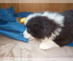 Small Photo #74 Australian Shepherd-Pembroke Welsh Corgi Mix Puppy For Sale in GALLEGOS, NM, USA