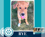 Small #2 Labrador Retriever Mix