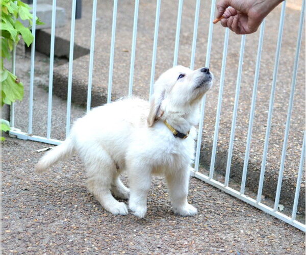 Medium Photo #3 Golden Retriever Puppy For Sale in Enfield, CT, USA