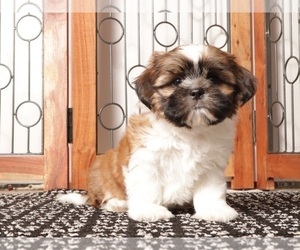 Shih Tzu Puppy for sale in NAPLES, FL, USA